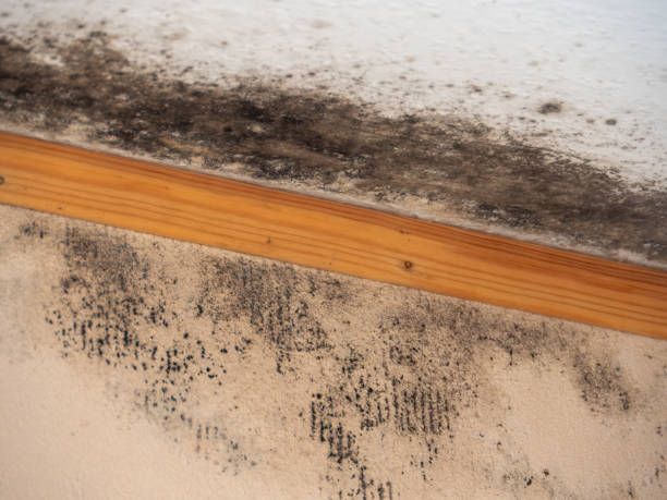 Best Mold-Related Health Consultation  in Lead, SD