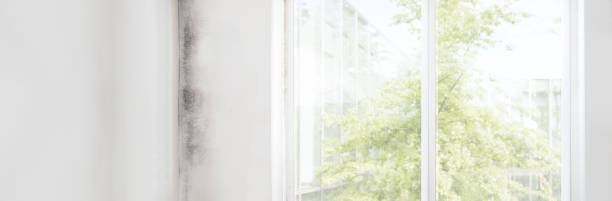 Best Mold Odor Removal Services  in Lead, SD